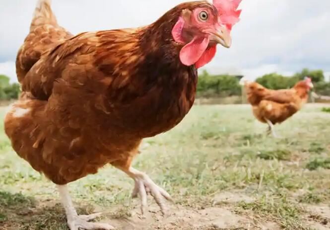 2021081213514568c77e4938764ed58ab7ceedf87b6e8a-10