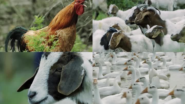 Метионин для собак – GREEN AGRI